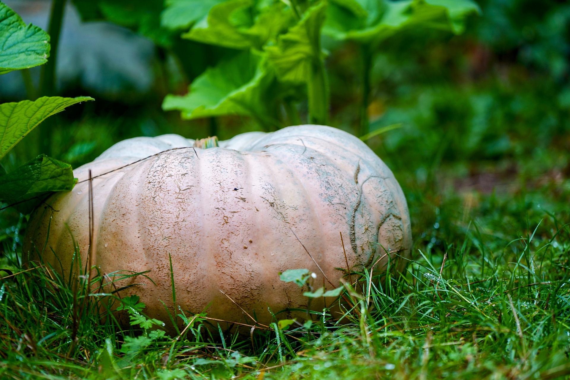 Otoño: recolección de legumbres y almacenamiento de calabazas